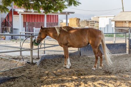 Chestnut blond horse with white marks drinking from green drinking device in farm dirt inclosure with hay and red barn on background under a treeのeditorial素材