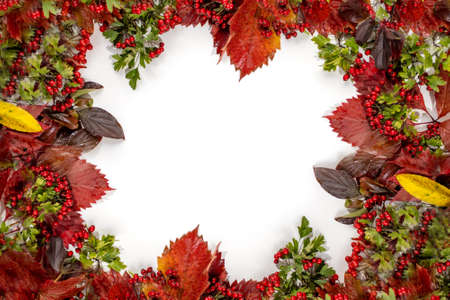 white background with red autumn leaves