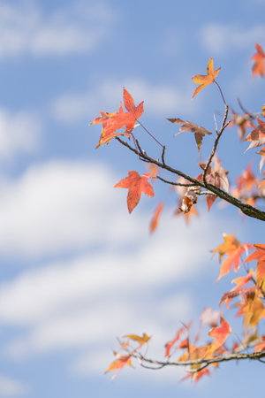 red maple leaves against the skyの写真素材