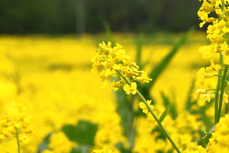 Photo of spring meadow with yellow flowers