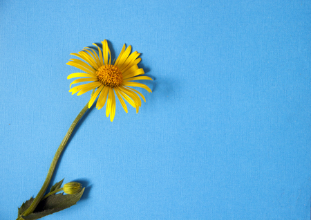 Yellow flower on blue background with space for your textの写真素材