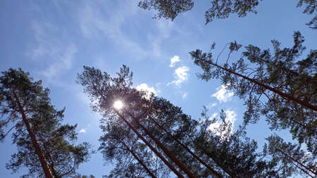 Tall Pines on the summer sunny sky background. Mobile photo