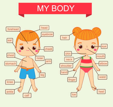 My body theme. Educational vector illustration for kids. Children infographics with body parts, visual aids for human anatomy with cartoon characters of boy and girl.のイラスト素材