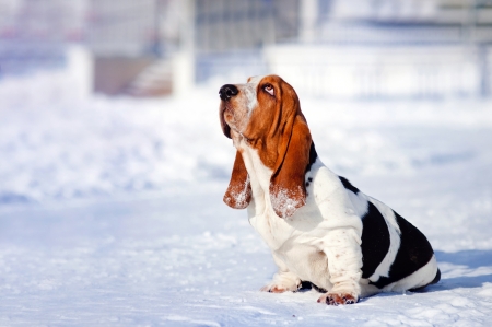 sad dog Basset Hound sits in winterの写真素材