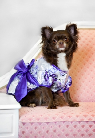 glamour little brown dog on pink sofaの写真素材