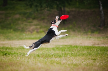 border collie dog catching disc in jumpの写真素材