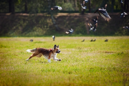 happy border collie chases a flock of birds for funの写真素材