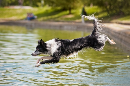 Dog jumps into the water from the shoreの写真素材