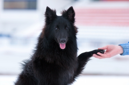 Pretty young black dog gives paw on handの写真素材