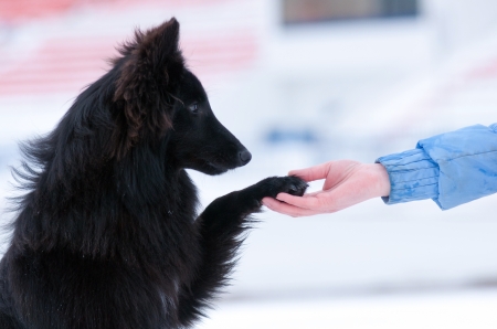 Pretty young black dog gives paw on handの写真素材