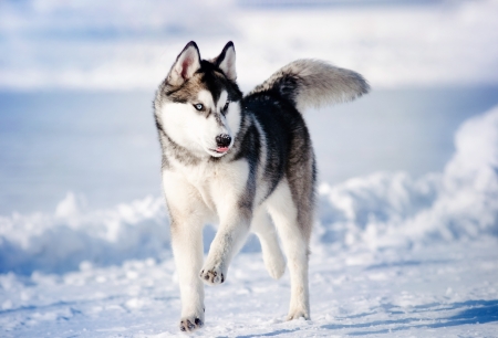 funny funny dog hasky running in winterの写真素材