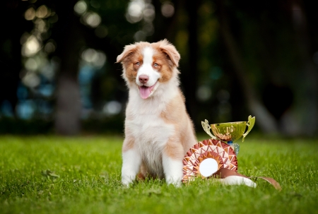 little puppy and his award cup on the grassの写真素材