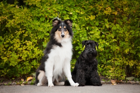 young puppies collie and Miniature Schnauzer in summer