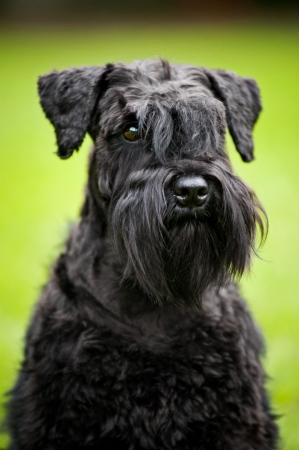 cute young Miniature Schnauzer portrait in summerの写真素材