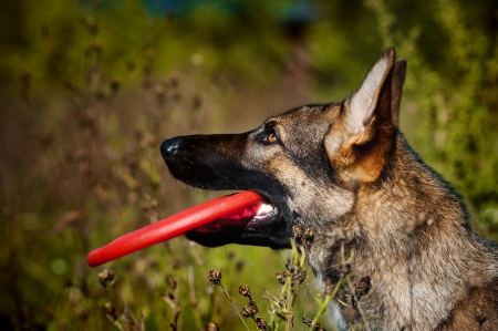 Dog sits on grass and keeps discの写真素材