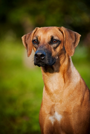 cute brown dog Ridgeback portrait in summerの写真素材