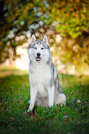 happy dog husky sits on the grass and looks at the cameraの写真素材