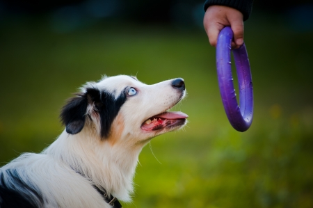 Australian Shepherd merle puppy and toy in handの写真素材