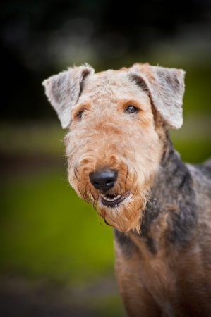 cute happy Airedale Terrier portrait in summer