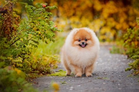 Young puppy Spitz is on the road in the autumn and looks at the cameraの写真素材