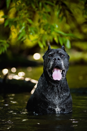 Dog Cane Corso portrait  in the waterの写真素材