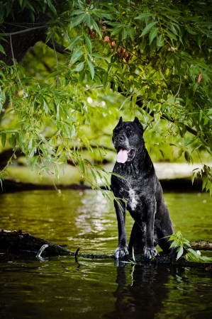 Cane Corso black dog in nature in summerの写真素材