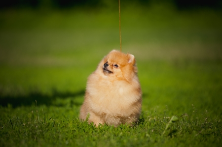 Young puppy Spitz sitting on grass in the summerの写真素材