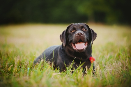 brown labrador lying on the grass in summerの写真素材