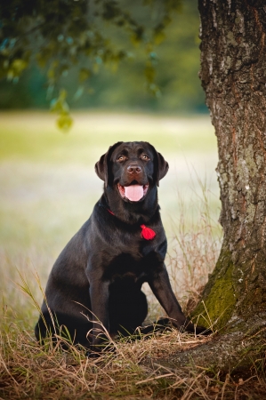 brown labrador sitting near a tree in summerの写真素材