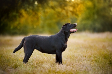 brown Labrador standing on the grass in summerの写真素材