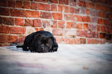 sad dog Terrier sitting  lying on brick backgroundの写真素材