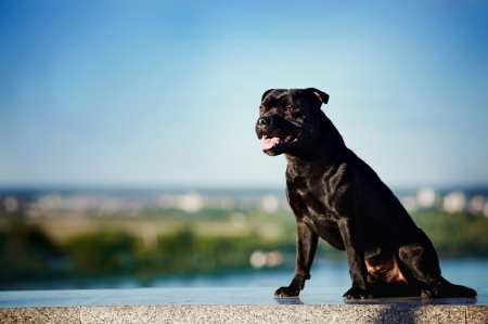 happy black dog Terrier sitting on nature backgroundの写真素材