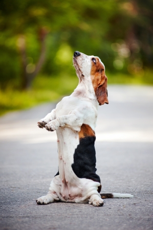 dog basset hound sitting on his hind legs on the roadの写真素材