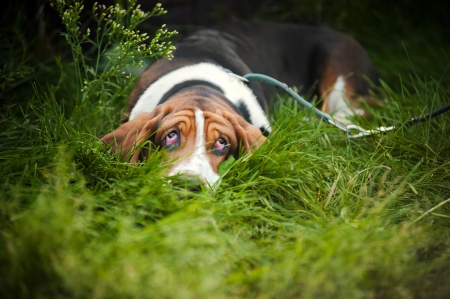 Dog Basset hound laying on the grass and looks upの写真素材