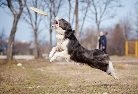 Blue Border Collie dog catching disc in jumpの写真素材