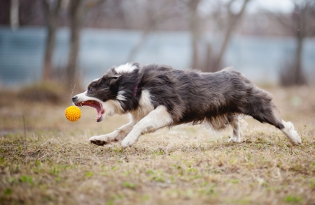 cute funny Blue Border Collie dog playing with a toy ballの写真素材