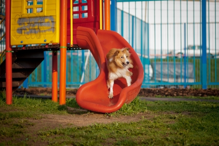 Border Collie dog riding from the hill on the playgroundの写真素材