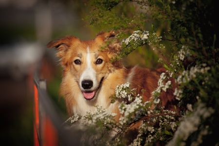 border collie dog portrait on a background of white flowers in springの写真素材
