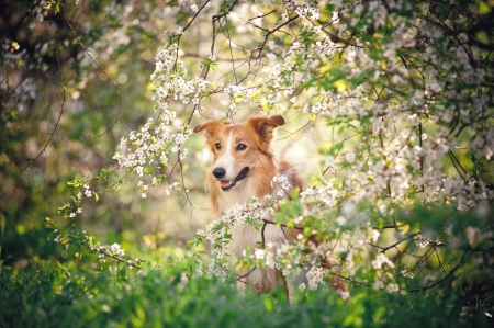 border collie dog portrait on a background of white flowers in springの写真素材