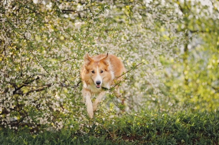 border collie dog jumping on a background of white flowers in springの写真素材