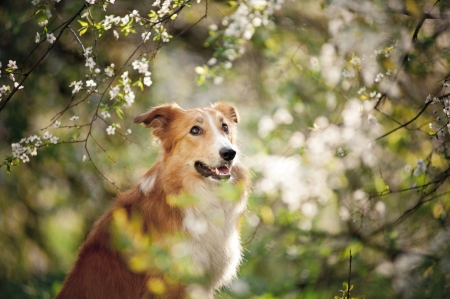border collie dog portrait on a background of white flowers in springの写真素材