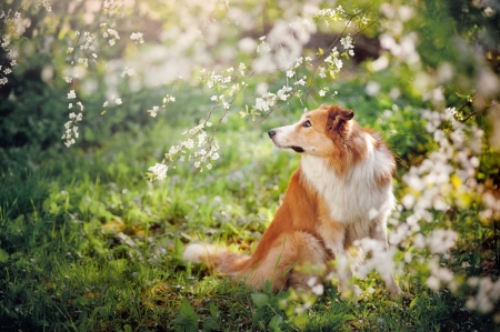 border collie dog portrait on a background of white flowers in springの写真素材