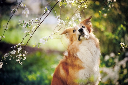 border collie dog portrait on a background of white flowers in springの写真素材