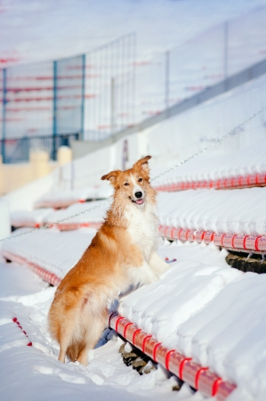 handsome dog border collie posing in winterの写真素材