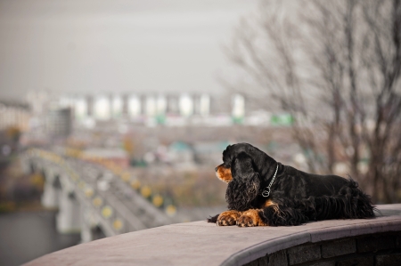 american cocker spaniel lying on city backgroundの写真素材