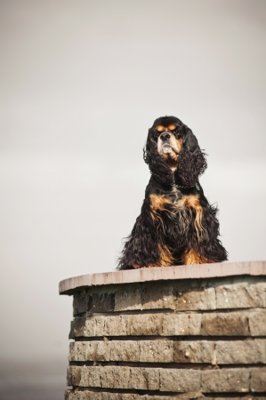 american cocker spaniel sitting on sky backgroundの写真素材