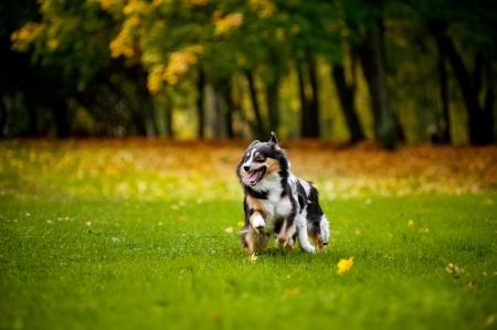 two Australian Shepherds play together in autumnの写真素材