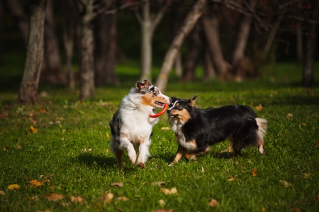 two Australian Shepherds play together in autumnの写真素材