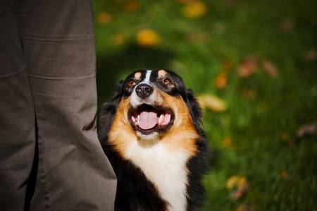young black Australian shepherd training in autumnの写真素材
