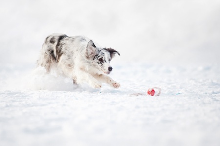 Merle Border collie dog running fast to catch a toy in winterの写真素材